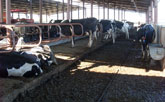 Alvesis Süt Sığırcılığı Sürü Yönetim Proğramı